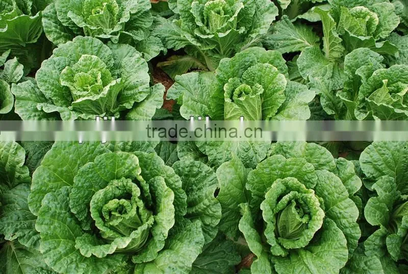 Drip irrigation organic Chitosan foliar fertilizer