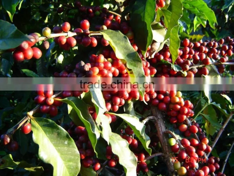 instant coffee