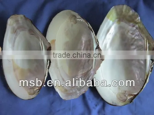 Raw chinese river shell