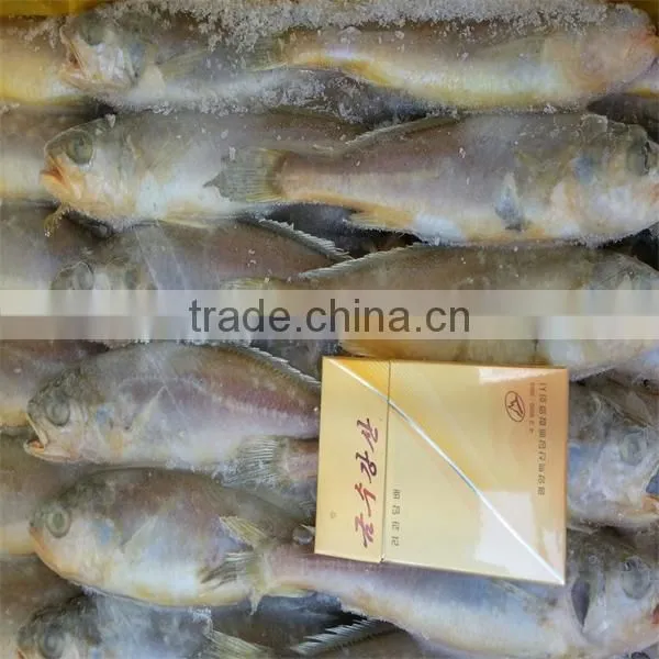 fresh and raw live frozen seafood fish