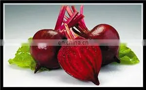 industry beetroot sugar processing plant