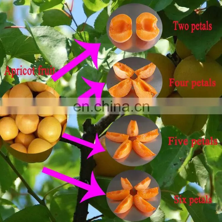 China Cheapest Price Best Quality Cherry Apple Peach Plum Olive Apricot Seed Core Pitter Remover On Warehouse