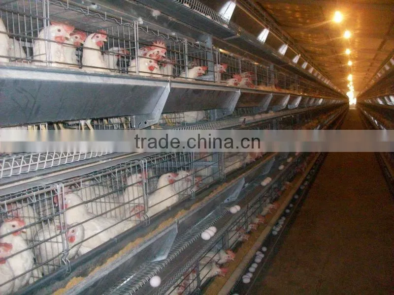 Low Cost Egg Poultry Farm Build Chicken Coop For Laying Hens In Angola