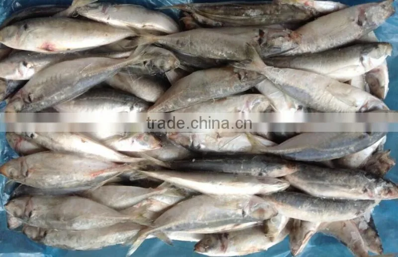 Import frozen meat round scad fish 16pcs/kg in China 2014 new offer