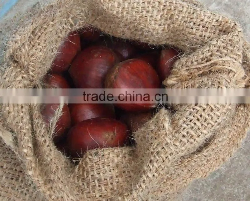 fresh chestnut in shell