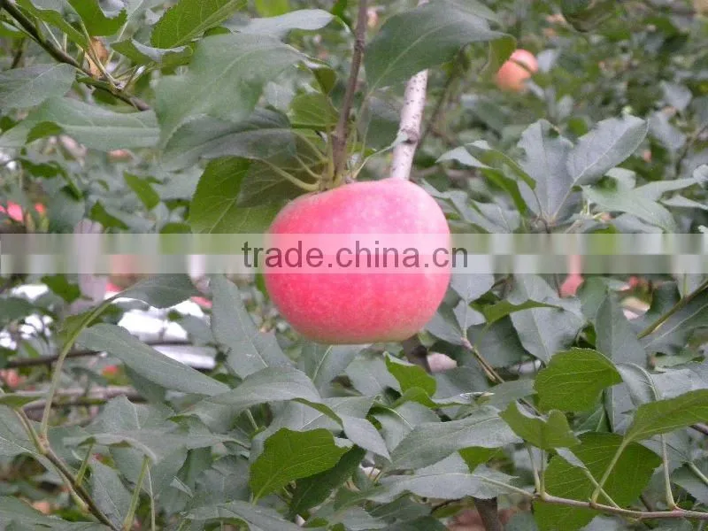 Fresh Apples