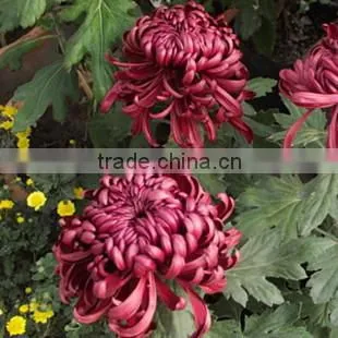 Hybrid Chrysanthemum Seeds For Sale