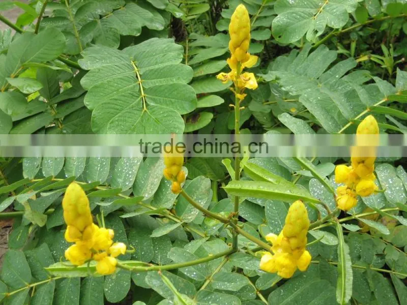 Cassia Angustifolia extract