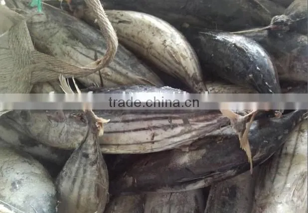 Frozen Skipjack Tuna Whole Round