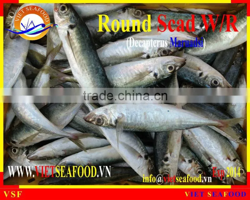 W/R FROZEN ROUND SCAD