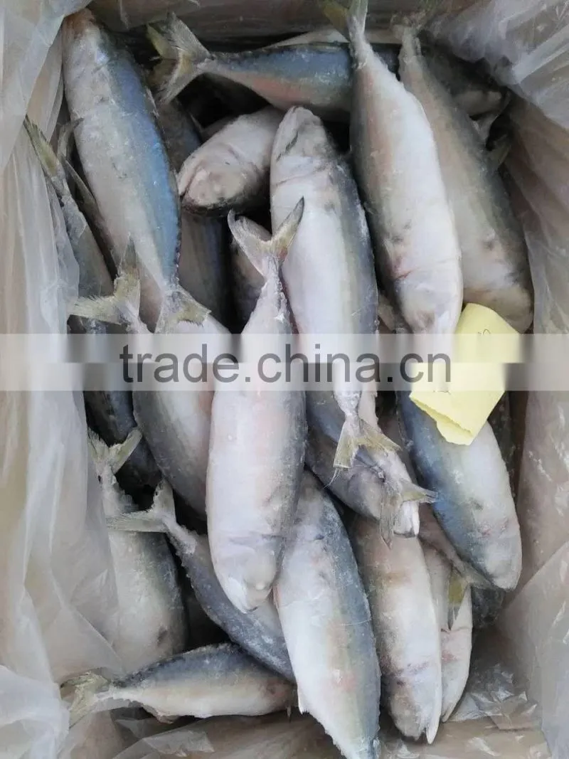 supply frozen indian mackerel
