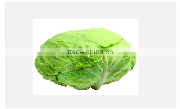 Fresh green cabbage/Cabbage from China/New crop cabbage