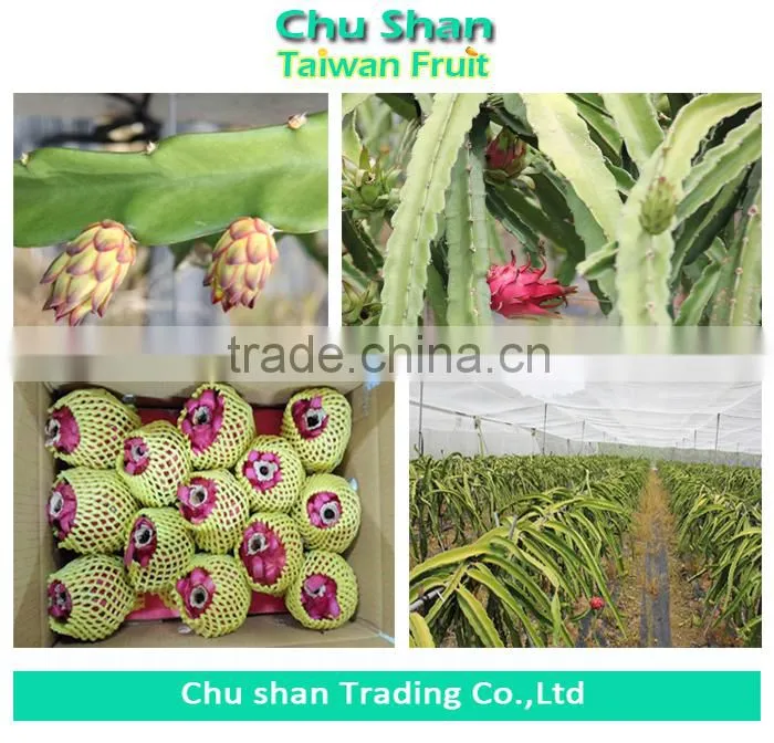 Fresh dragon fruit exporter from Taiwan