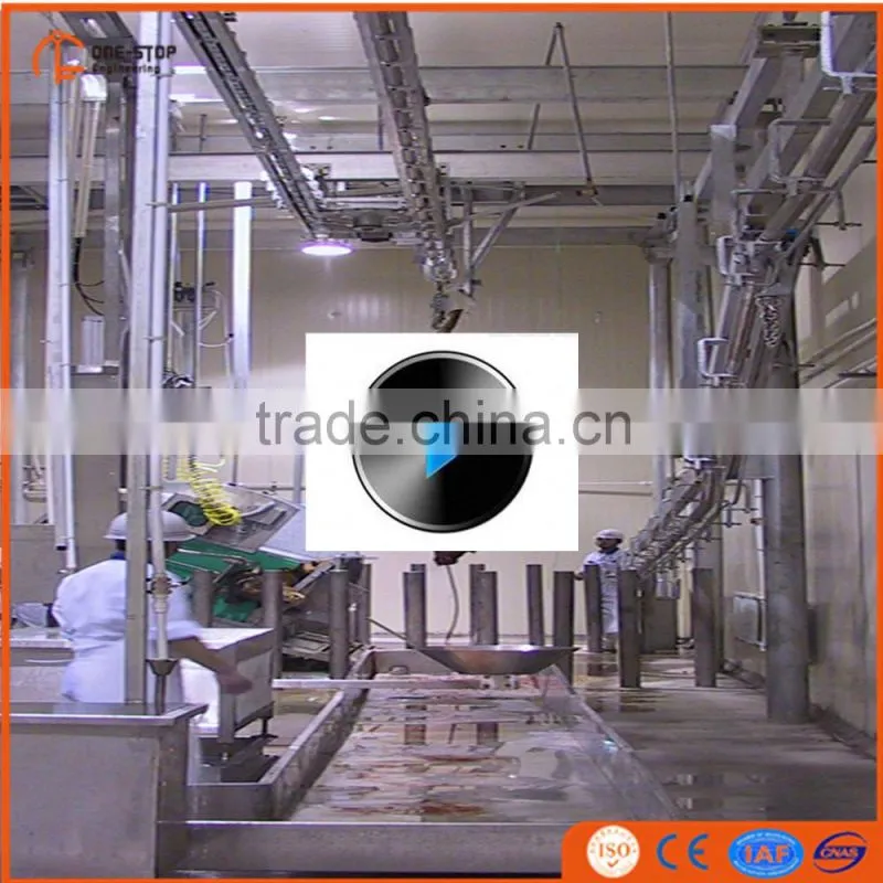 500 cattle slaughter line equipment with good layout design