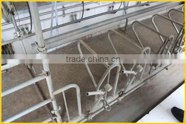 Milking sheep Parlor in dairy farm