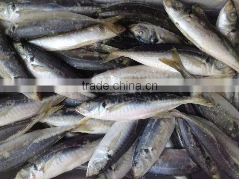 Frozen IQF/BQF Horse Mackerel Fish