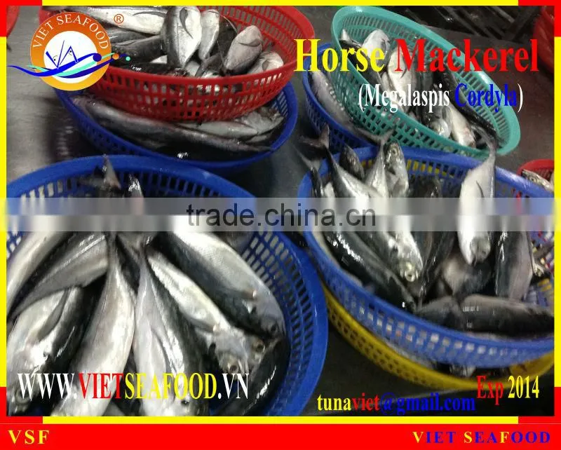 FRESH RAM MATERIALS W/R HORSE MACKEREL