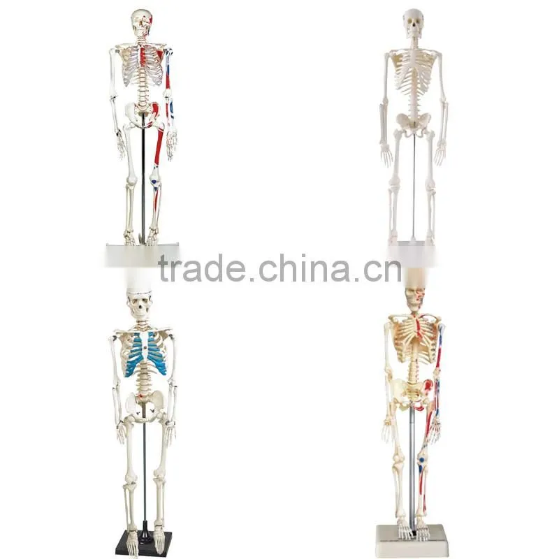 Medical Science Subject and Skeleton Model Type Spine model