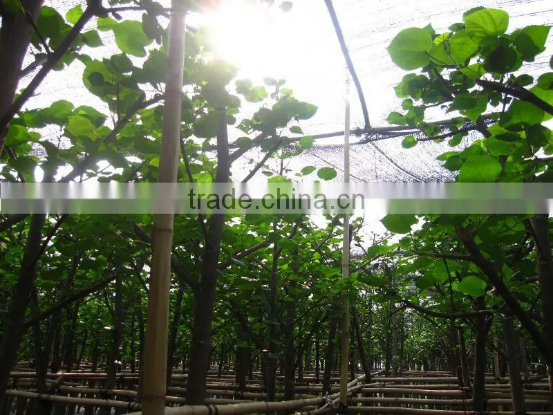 Hibiscus tiliaceus trees