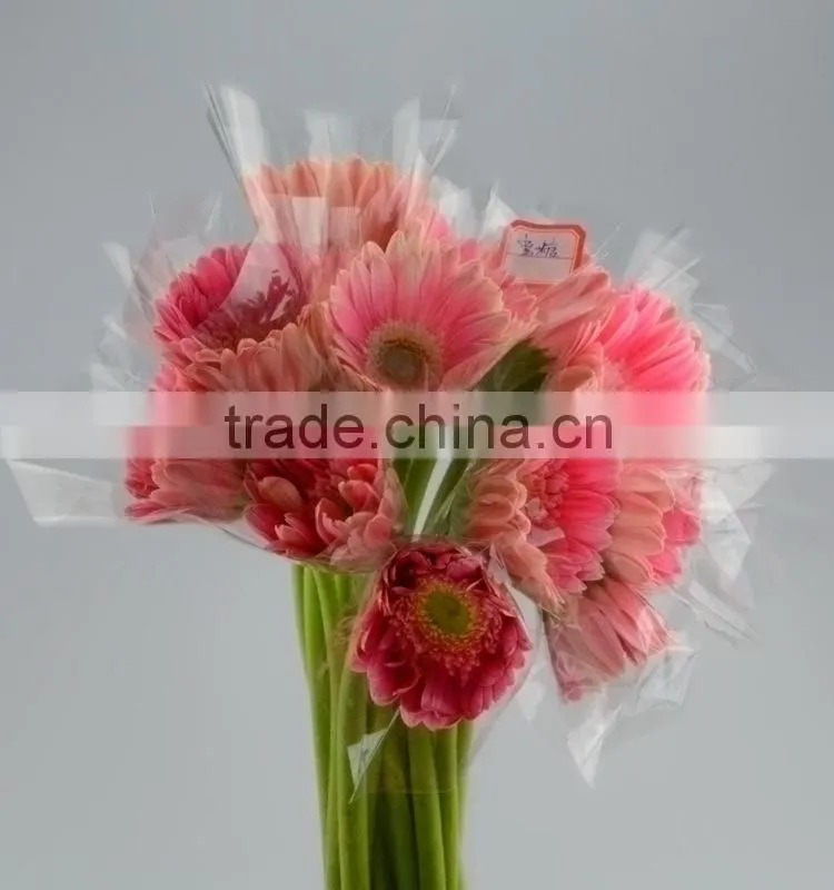 Fashion Honey pink gerbera daisy