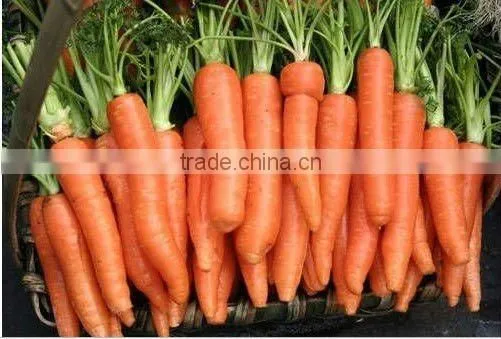 Chinese fresh red Carrot (80g up)