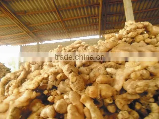 Supply FRESH GINGER (Call: +841687264621 or Skype: anda.ty)