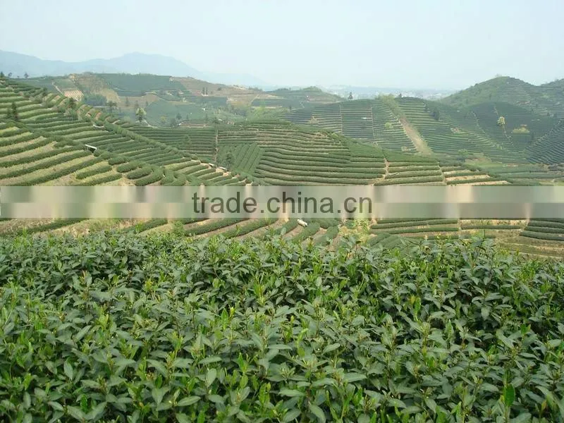 china mee tea 9371 green tea chun mee