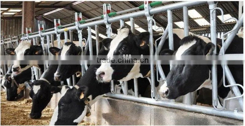 cow headlock feeder