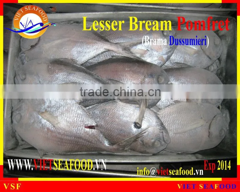 W/R FROZEN LESSER BREAM POMFRET