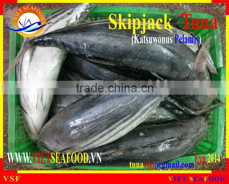 FROZEN W/R SKIPJACK TUNA