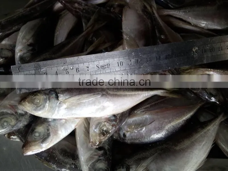 frozen horse mackerel