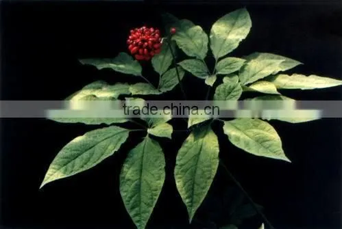 Chinese Amazing Effective herb Pure Natural Panax ginseng Oil