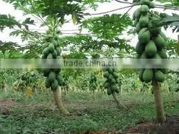 PAPAYA FRUIT POWDER FOR AYURVEDIC REMEDY