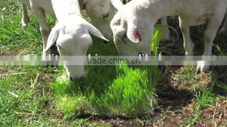 Fodder sprouting machine/hydroponic fodder machine for cattle,rabbit,sheep,horse
