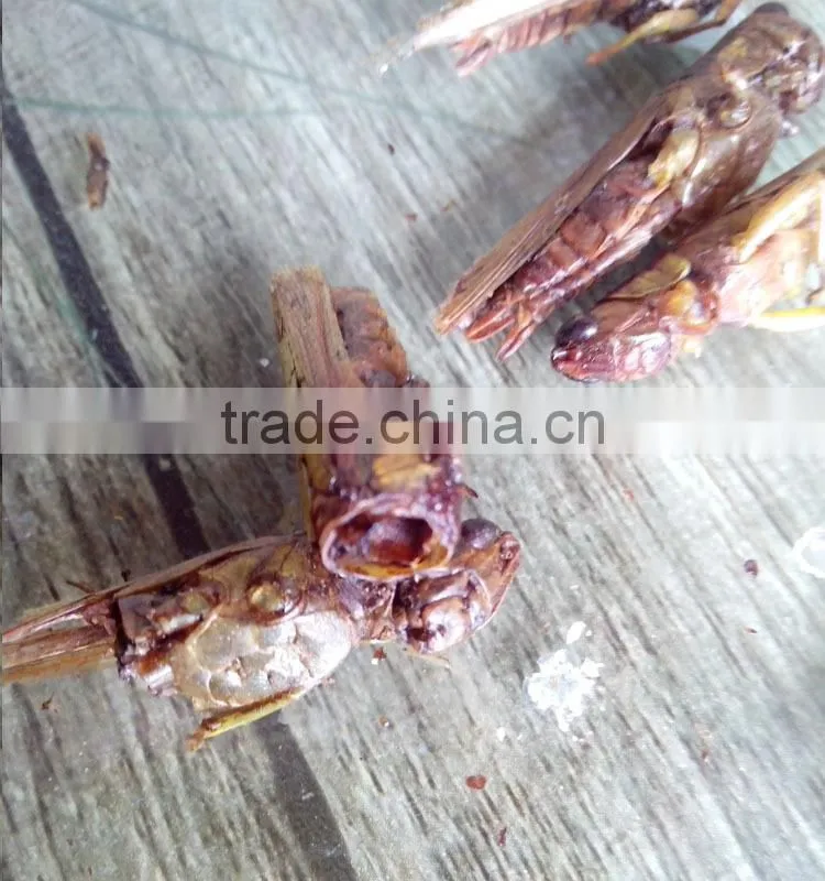 pet food supplies animal feed dried grasshopper