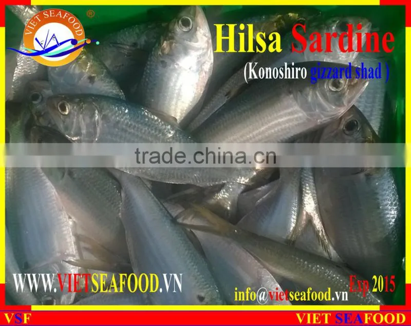 FROZEN DOTTED GIZZARD SHAD FISH
