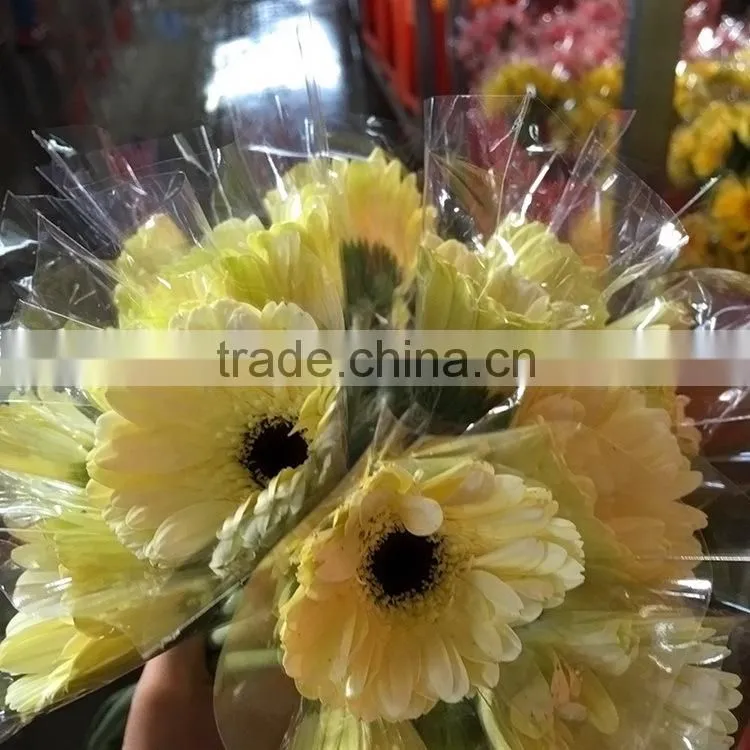 Excellent quality Dalma gerbera suppliers in yunnan province