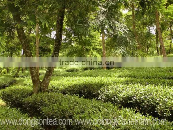 Green tea - Vietnam Green tea