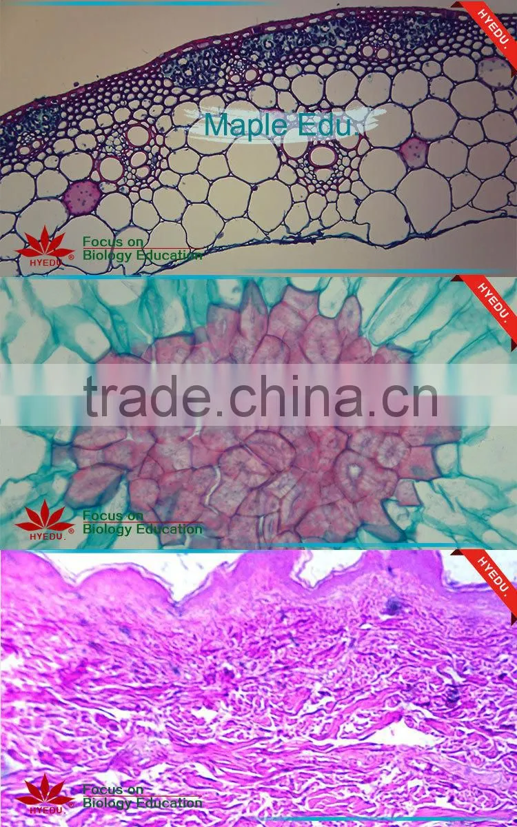 100pcs Geographical mineral rock powder slides set