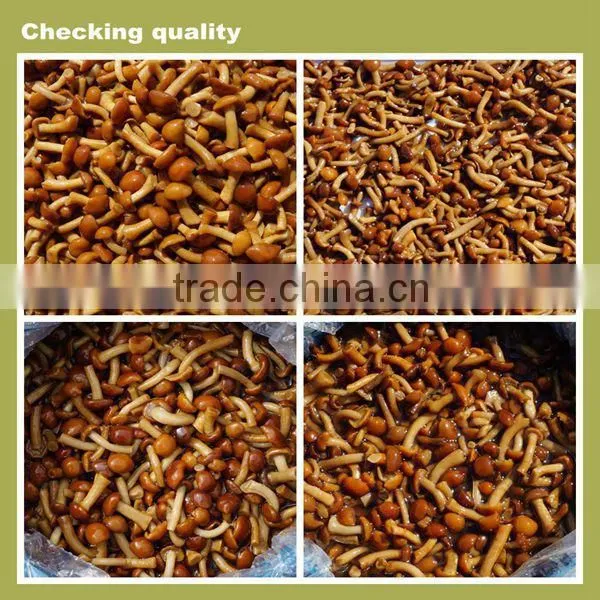 Chinese cultivated honey mushroom