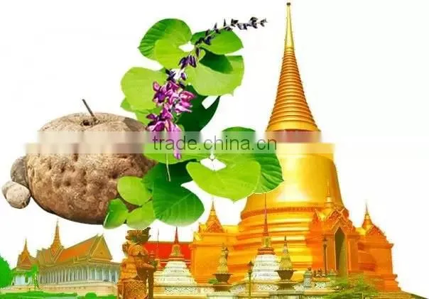 Thailand Pueraria Mirifica breast enlargement capsule for Breast Growth