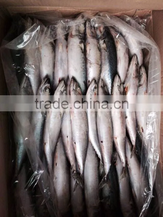 Frozen Mackerel Fish
