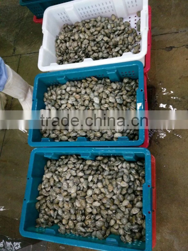 DELICIOUS FROZEN VACCUM BOILED SHORT NECKED CLAM