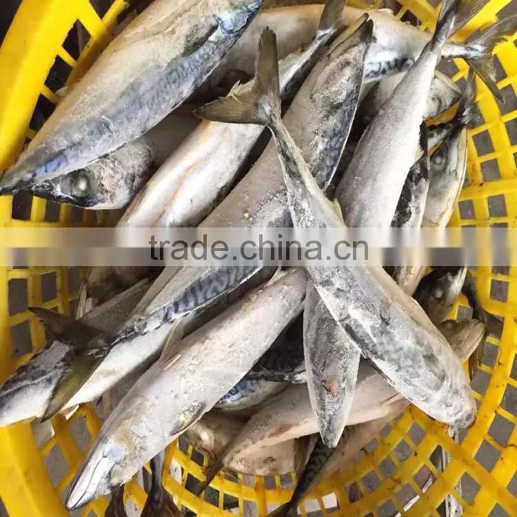 Marine Frozen fresh pacific mackerel whole round frozen mackerel
