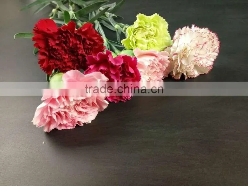 Wedding Decoration Centerpieces Fresh Cut Flower Carnation Exporting From Yunnan