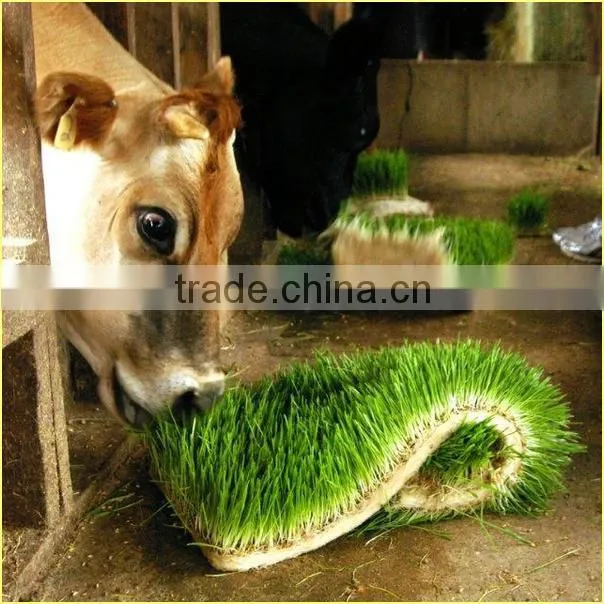 Black Bean Sprouts Making Machine | Green Mung Bean Sprouting Machine