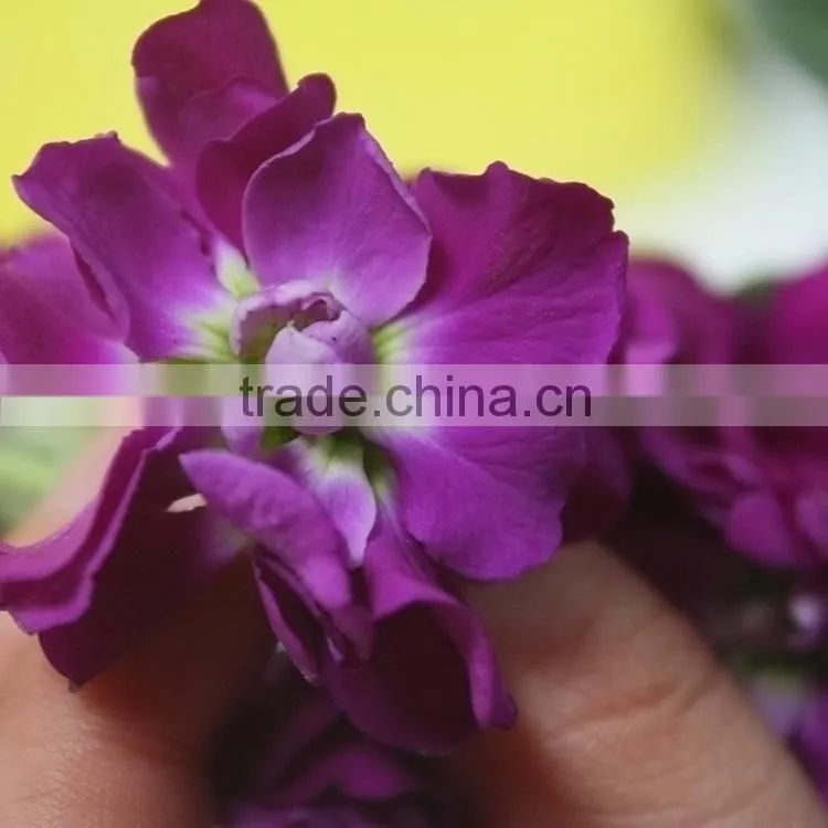 Love theme top sell best level purple violets