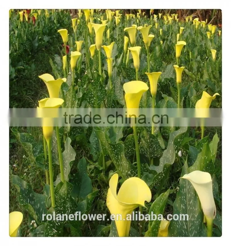 the first class fresh wintersweet plant to delivery across the world