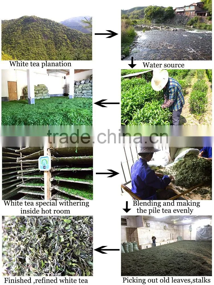 2016 Fresh Best White Tea Brands White Tea Price