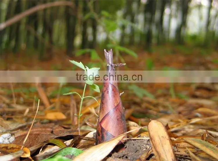 Dry dried bamboo shoots bamboo stem dried bamboo salt